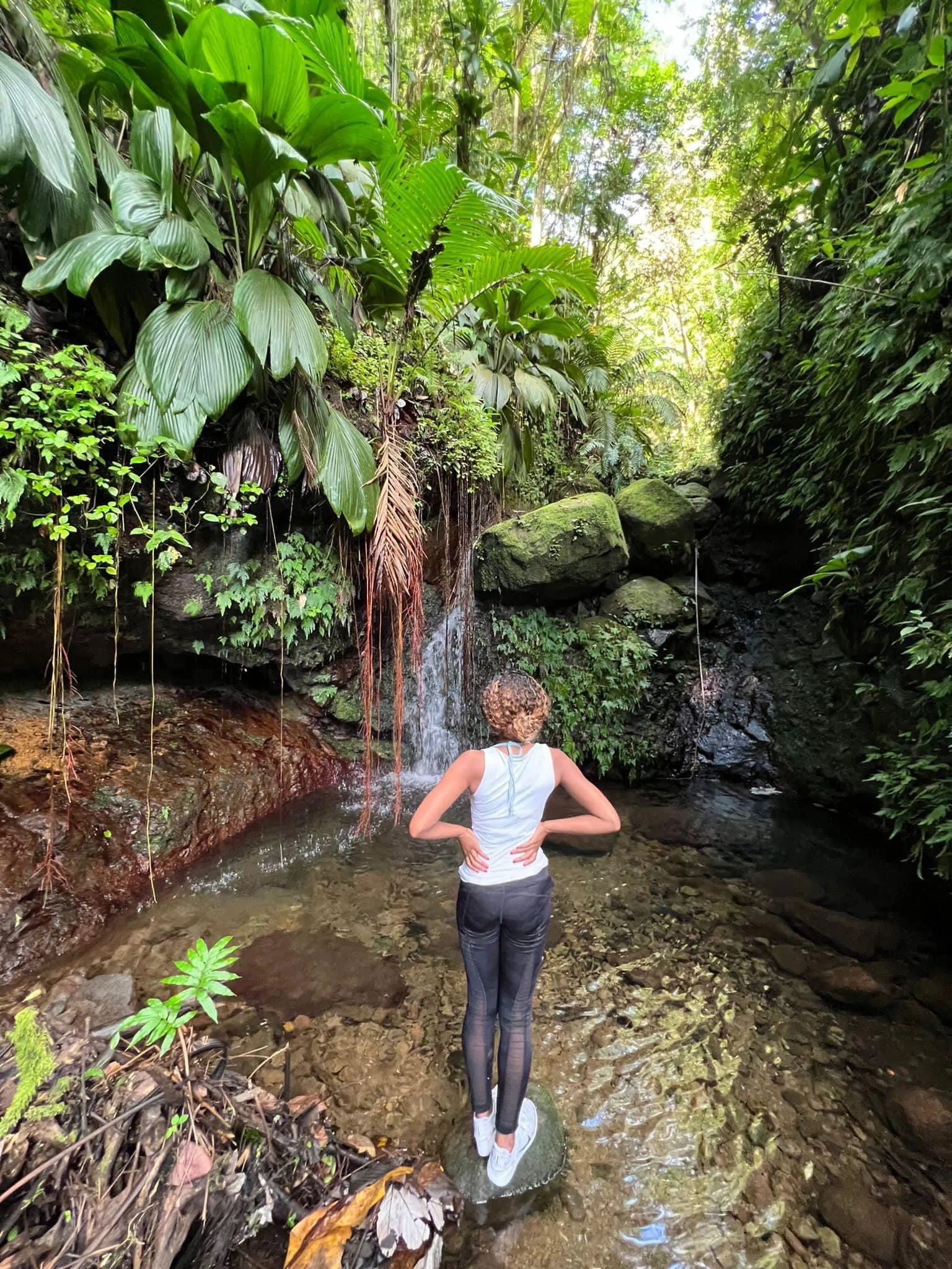 Hiker standing below a rainforest waterfall